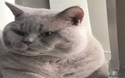British Shorthair cats for stud: stud service only in Huddersfield - Image 1