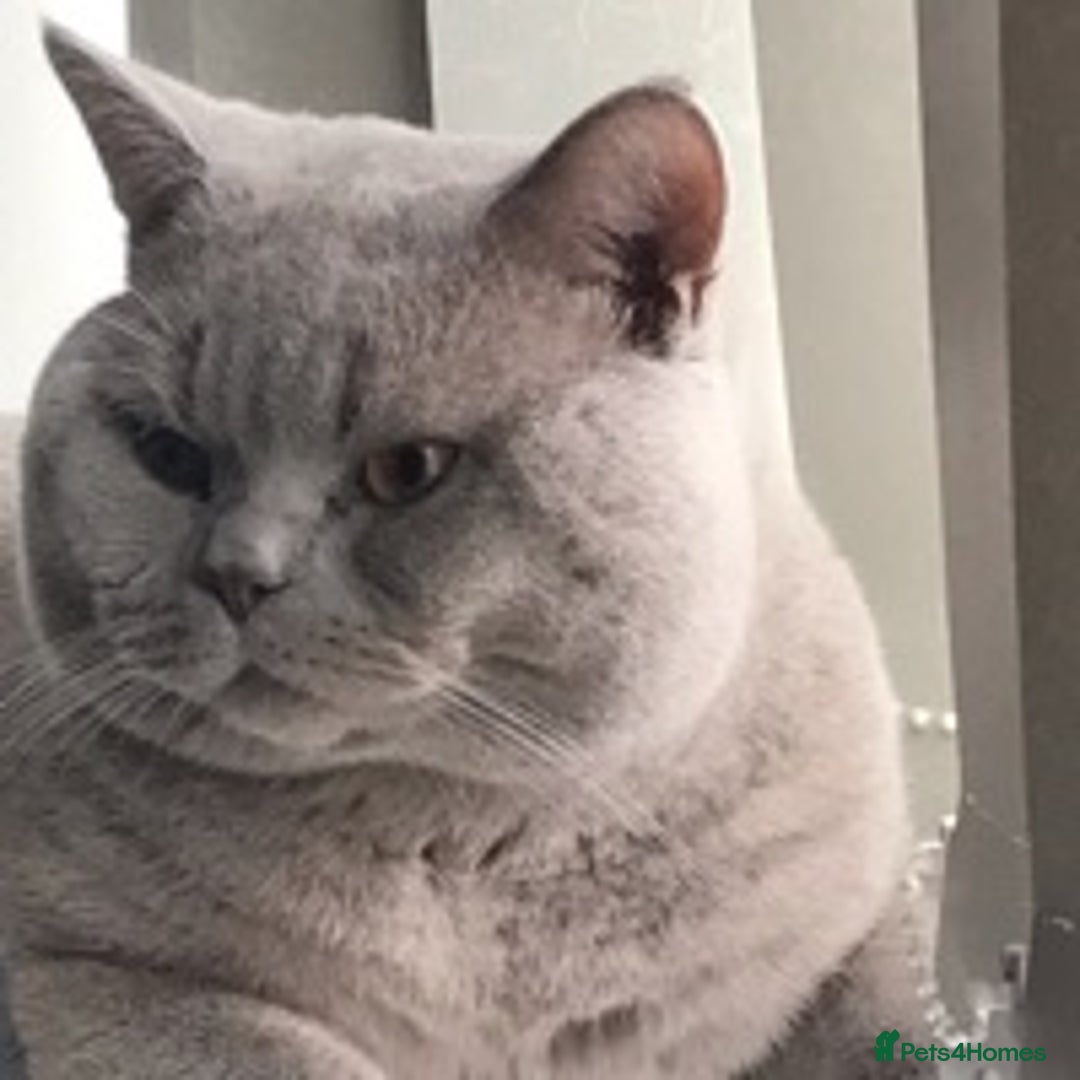 British Shorthair cats for stud: stud service only in Huddersfield - Image 1