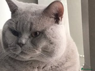 British Shorthair cats in Huddersfield - Advert 24