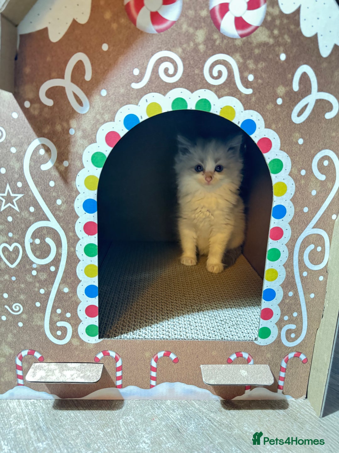 Ragdoll cats for sale: 3 Ragdoll Kittens. Ready Now.  - Advert 8