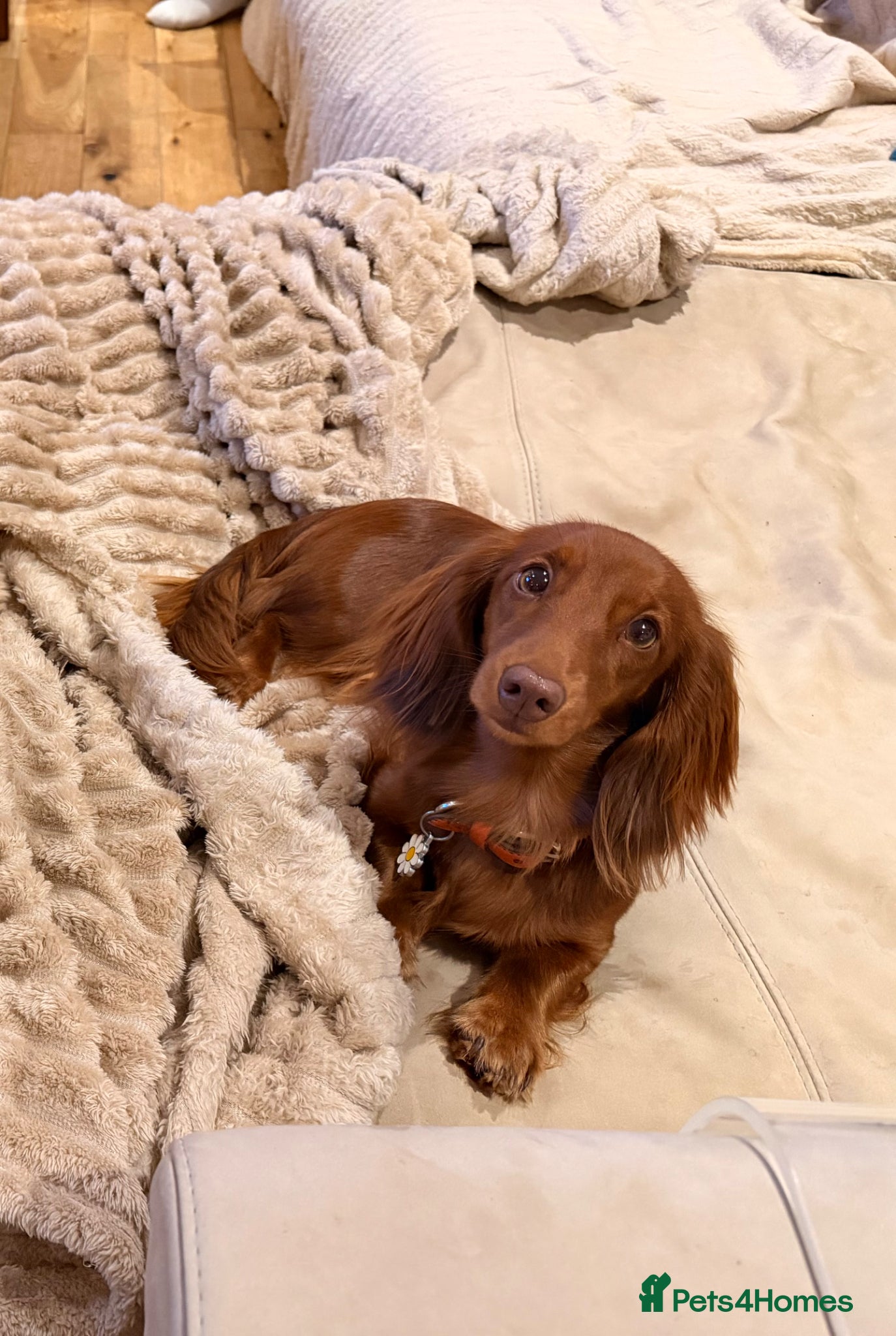 Miniature Dachshund dogs for sale: KC Registered- Long haired Mini Dachshund  in London - Advert 2