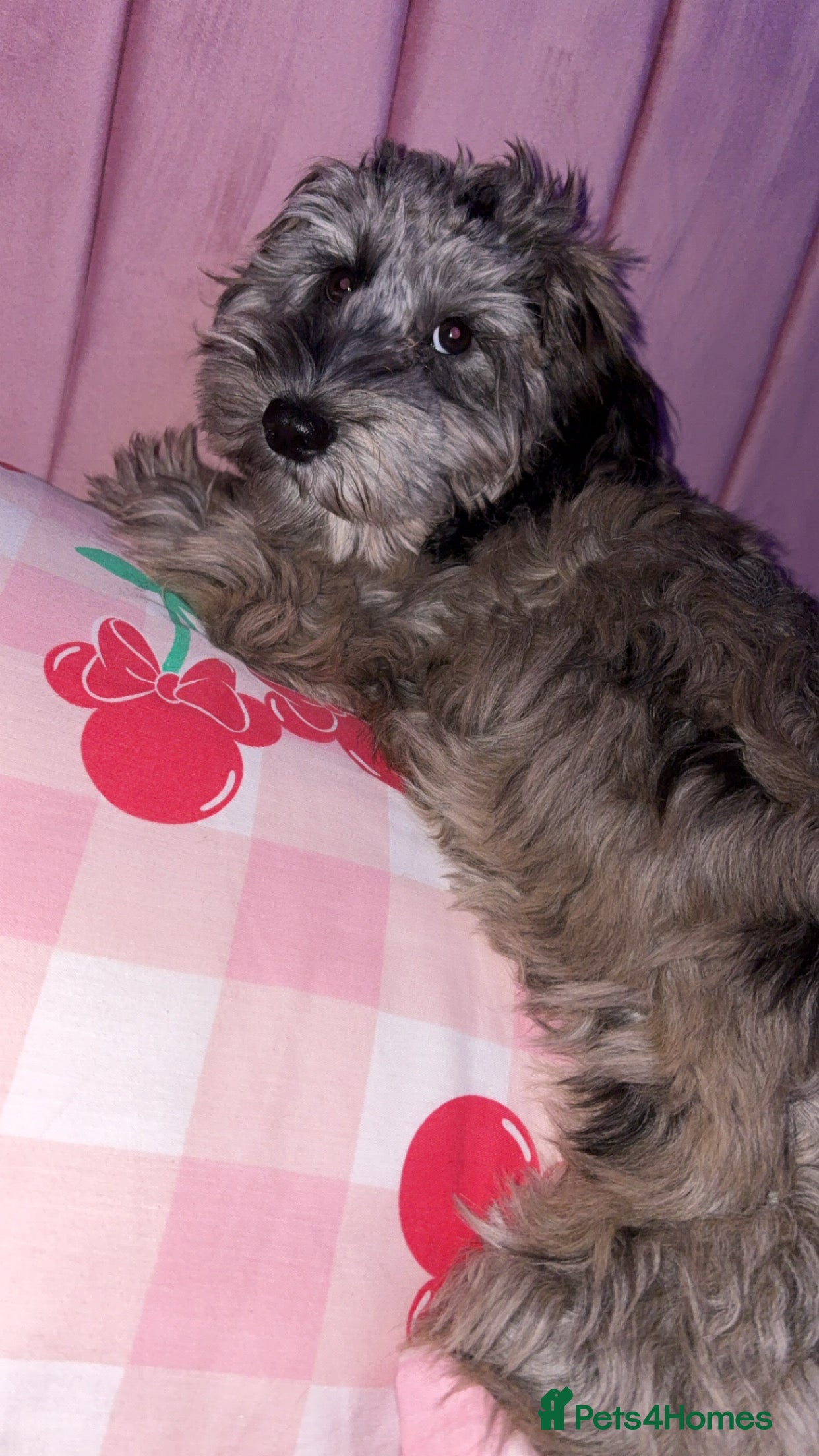 Cockapoo dogs merle cocapoo,MABEL🩷 - Advert 1