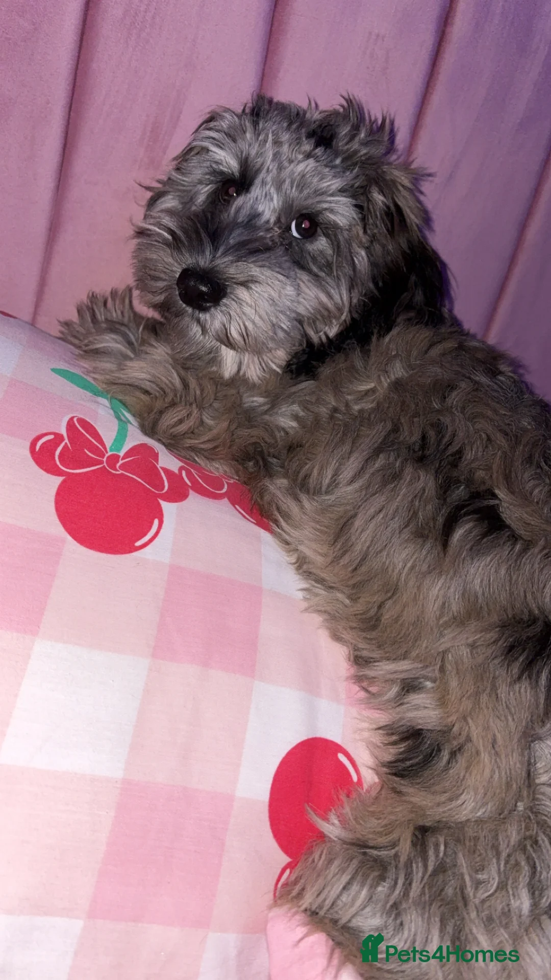 Cockapoo dogs for sale: merle cocapoo,MABEL🩷 - Advert 1