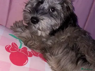 Cockapoo dogs merle cocapoo,MABEL🩷 - Advert 1