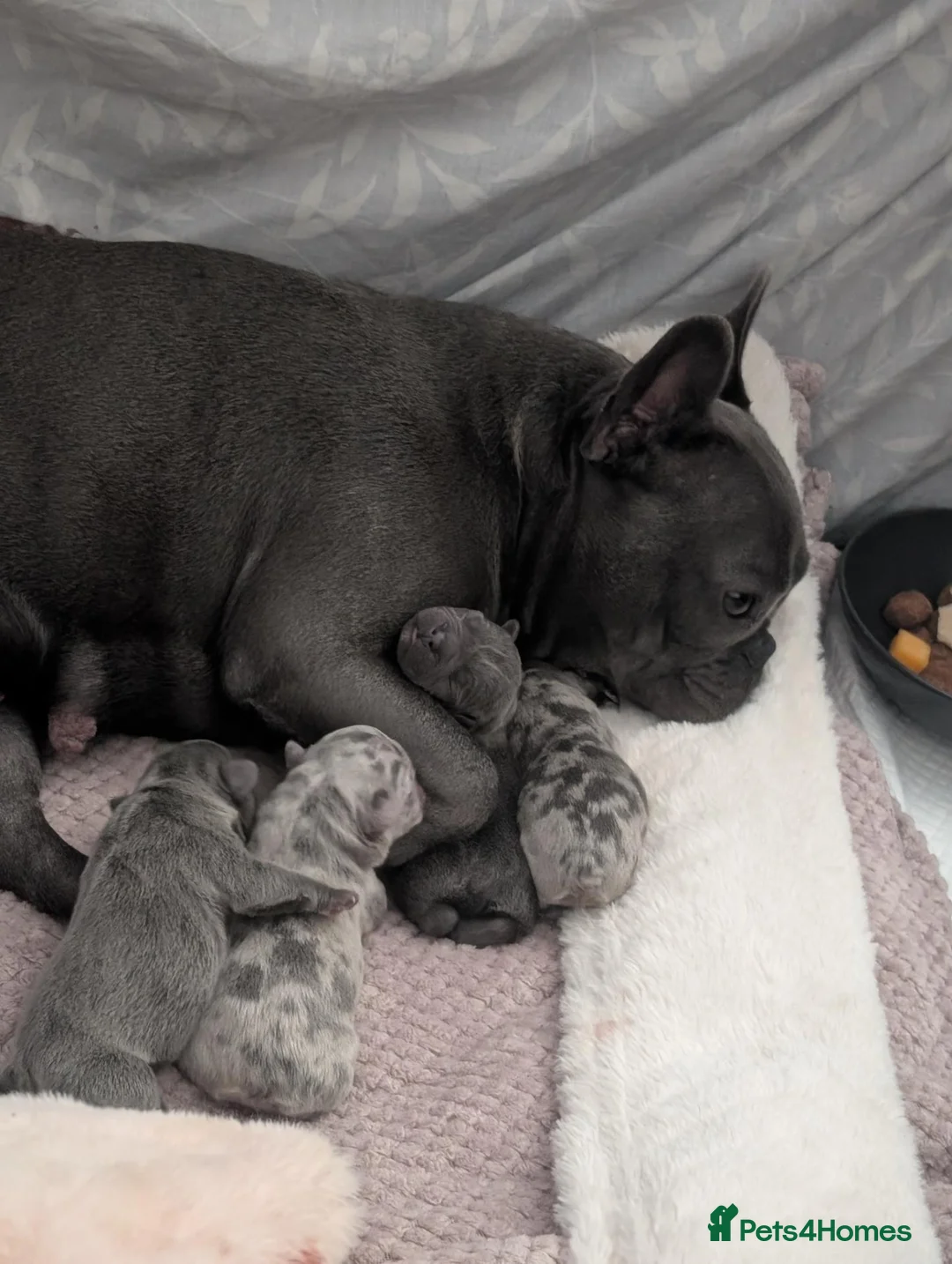 French Bulldog dogs for sale: Stunning litter of dwkc registered frenchies  - Advert 9