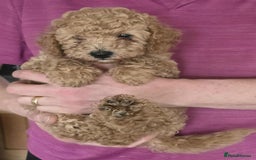Cockapoo dogs for sale: Stunning Red & Apricot/Cream Cockapoo Puppies - Image 6