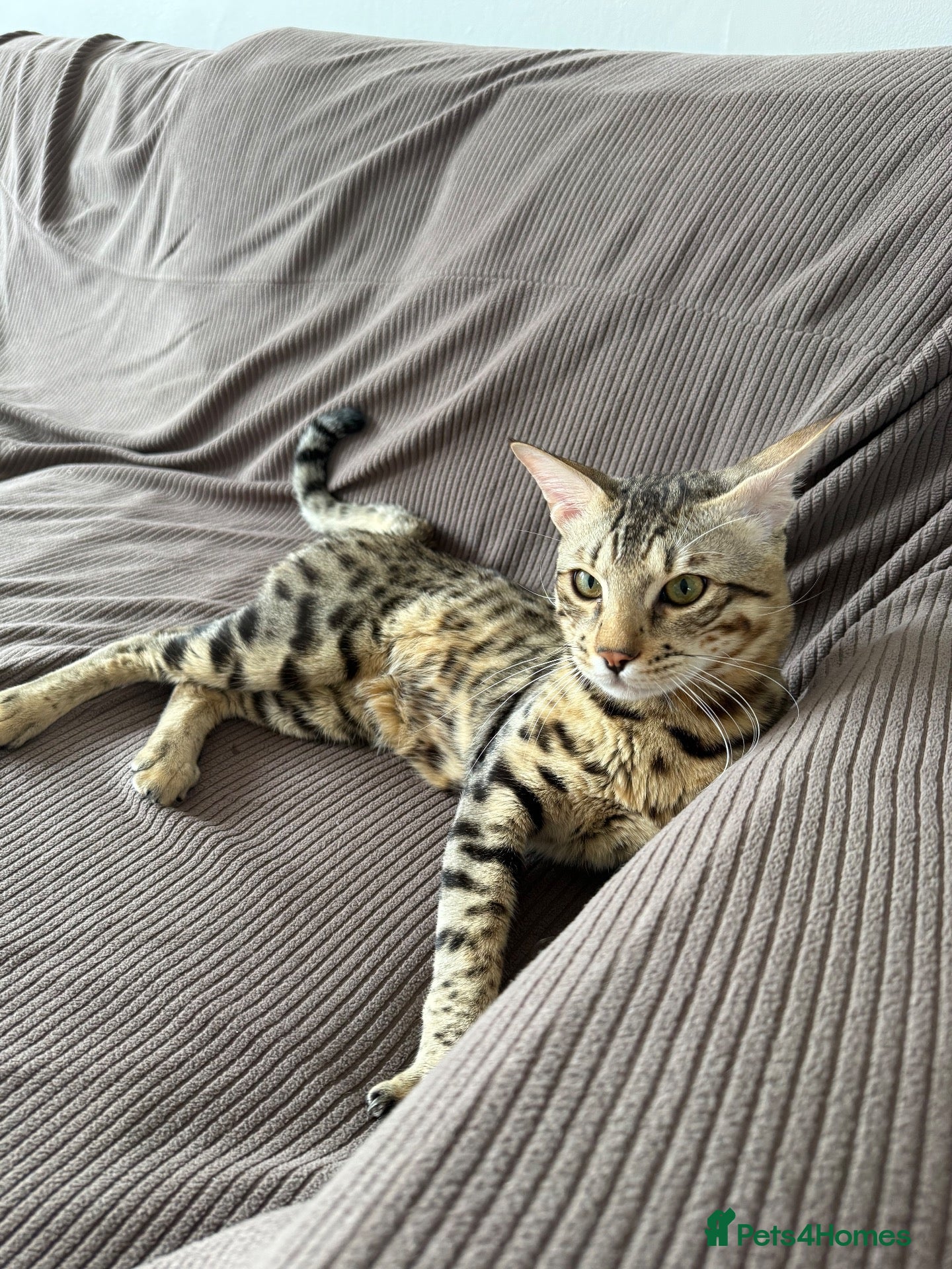 Savannah cats STUNNING SAVANNAH F4 × SEPIA BENGAL MALE 🐆  - Advert 3