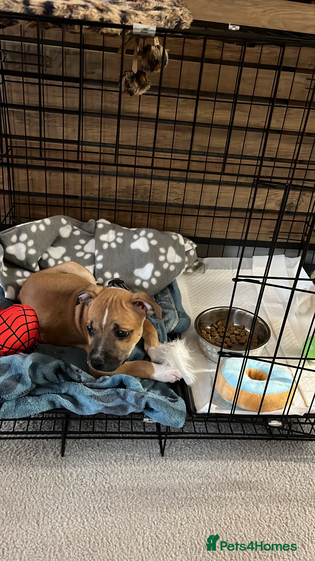 Staffordshire Bull Terrier dogs for sale: KC Registered Staffordshire bull terrier Puppy - Advert 5