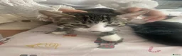Mixed Breed cats for sale: Mother cat and her kittens - Advert 3