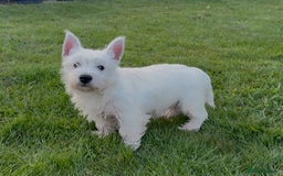 West Highland Terrier dogs for sale: West Highland Terrier pups Dad show lines - Image 3