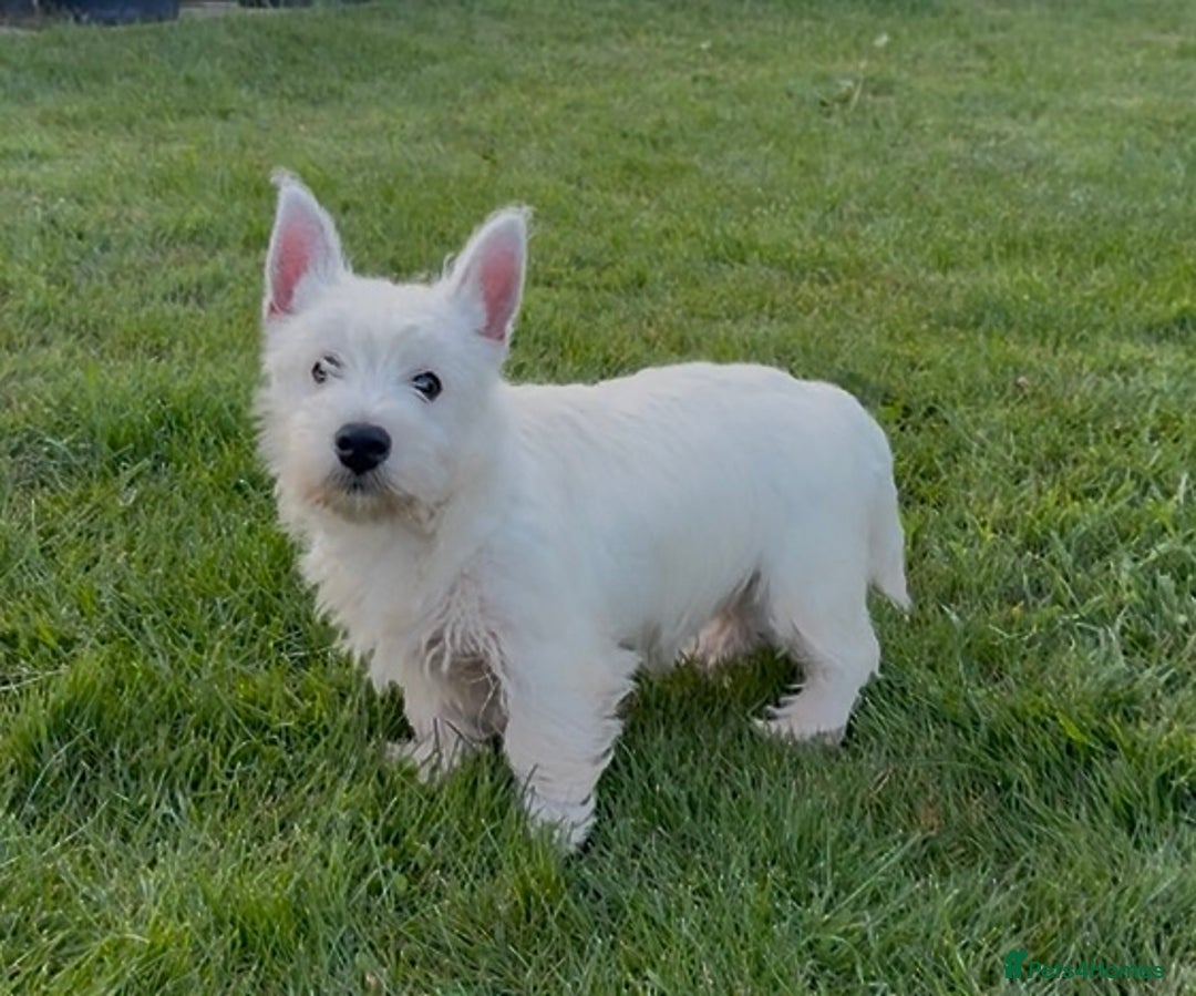 West Highland Terrier dogs for sale: West Highland Terrier pups Dad show lines - Image 3