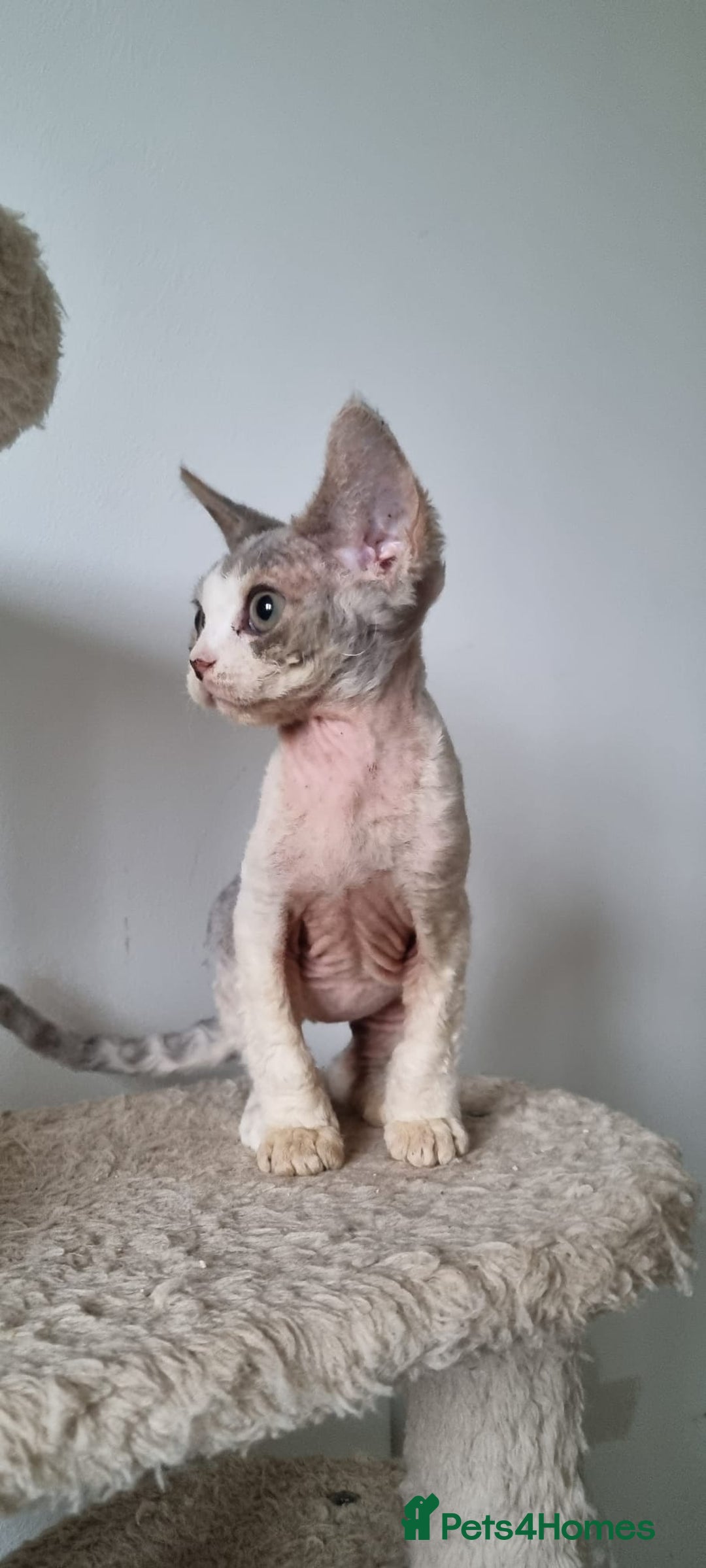 Devon Rex cats for sale: ❤️🐱Brown mackerel tabby Devon Rex ❤️🐱 - Advert 18