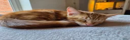 Mixed Breed cats for sale: 3 male ginger kittens ready for rehoming in Kidderminster - Advert 16