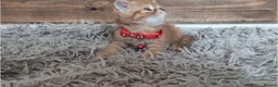 Persian cats for sale: 🐾 Beautiful Persian Kittens 🐾 - Advert 24