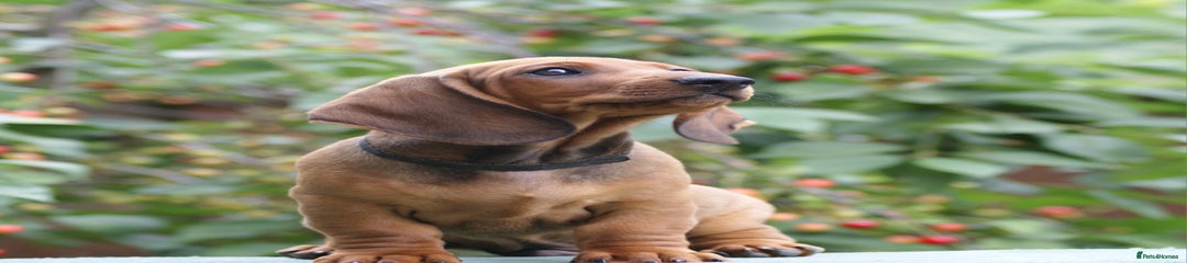 Dachshund Puppy 2