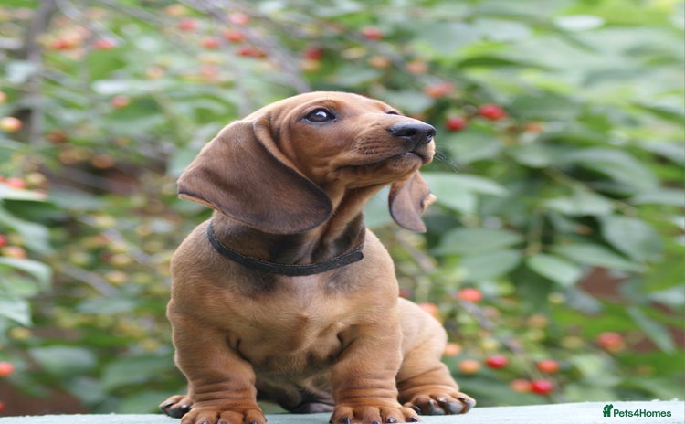 Dachshund dogs in Boston - Advert 1