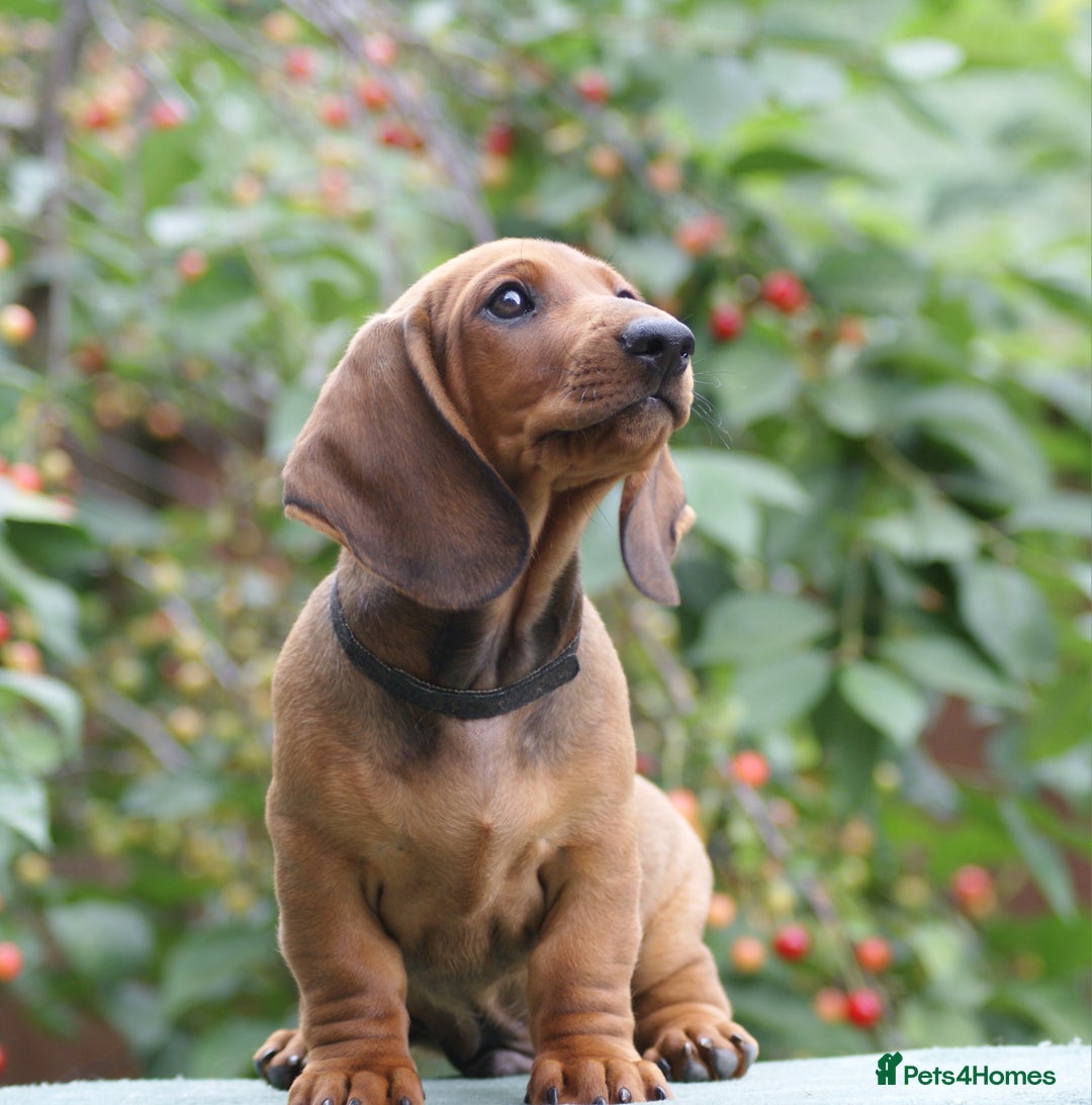 Dachshund dogs for sale: Dachshund Standard Smooth Haired in Boston - Image 6