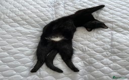 Mixed Breed cats for sale: Free - Handsome fella Ali looking for a new home - Image 2