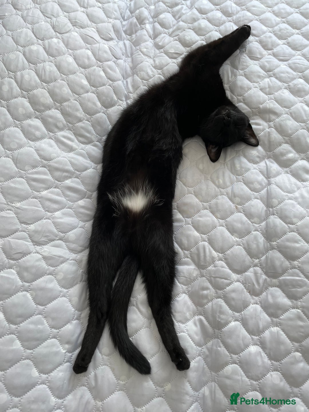 Mixed Breed cats for sale: Free - Handsome fella Ali looking for a new home - Image 2
