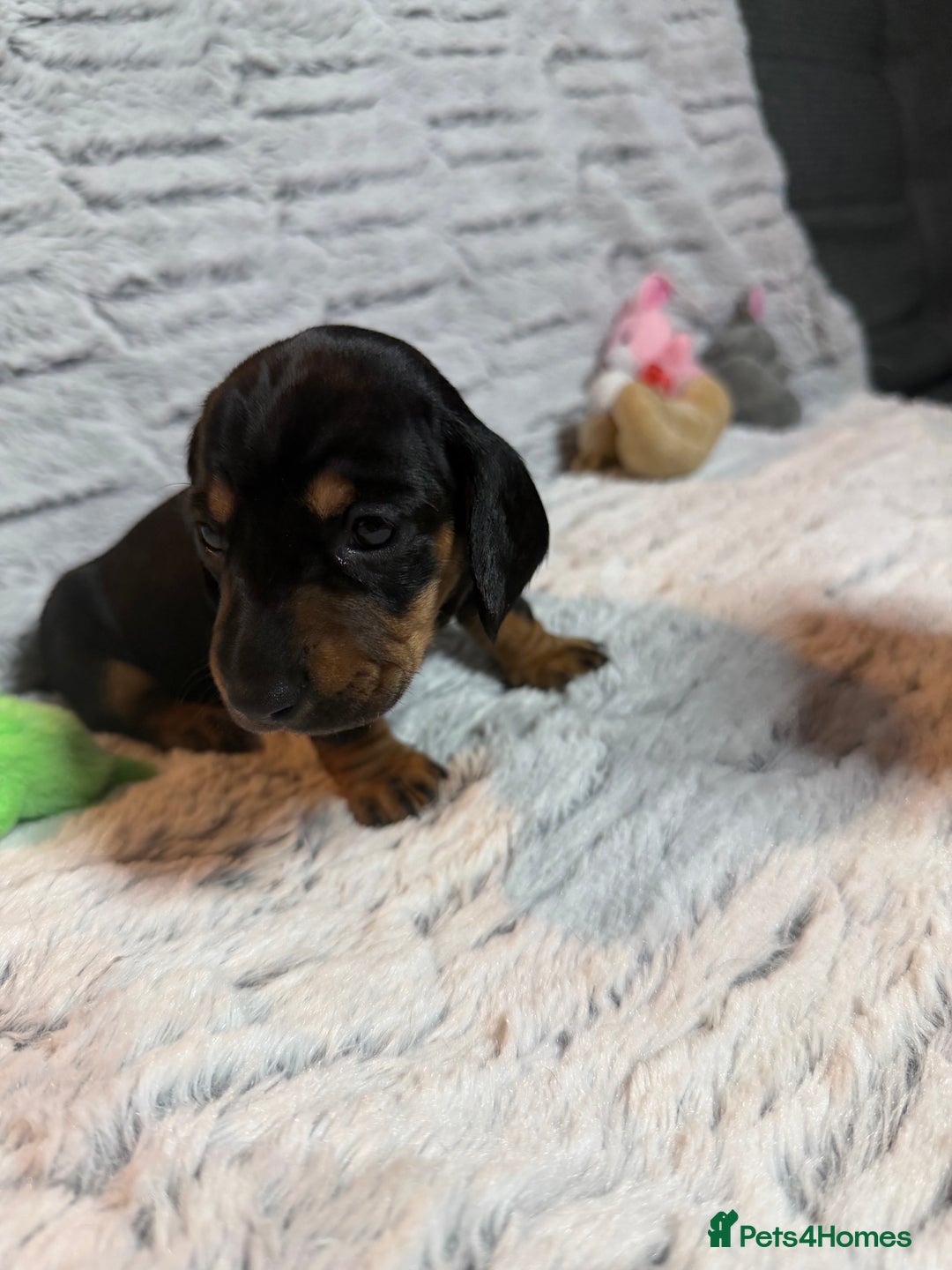 Dachshund dogs for sale: 6 Absolutely stunning dachshund  puppies for sale - Advert 12