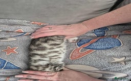 Mixed Breed cats for sale: Mixed bengal kittens  - Image 33