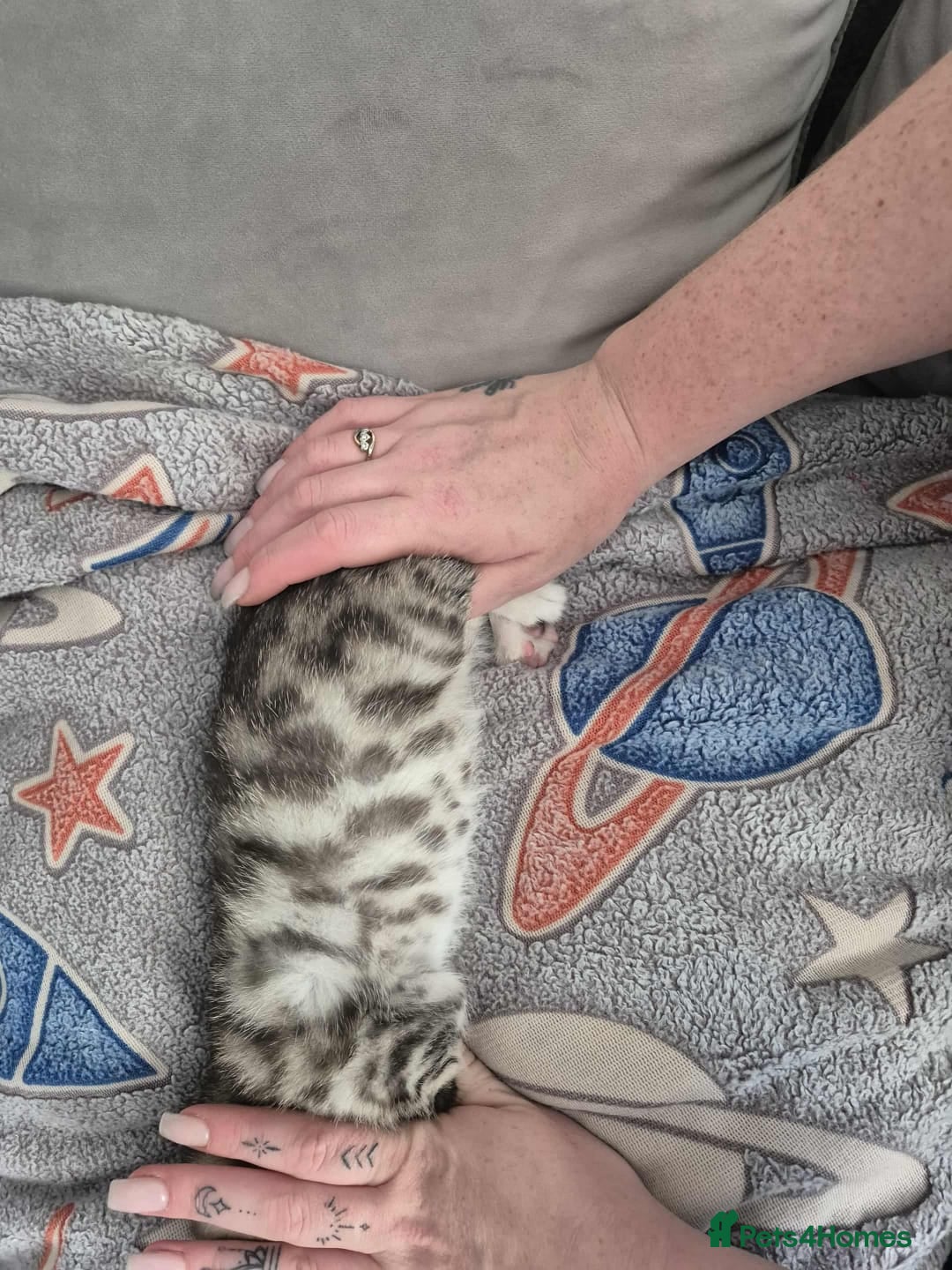 Mixed Breed cats for sale: Mixed bengal kittens  - Image 33