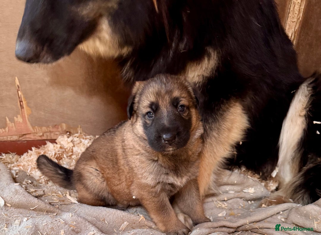 German Shepherd dogs for sale: 4 stunning german Shepherd pups. Very chunky.  - Image 10