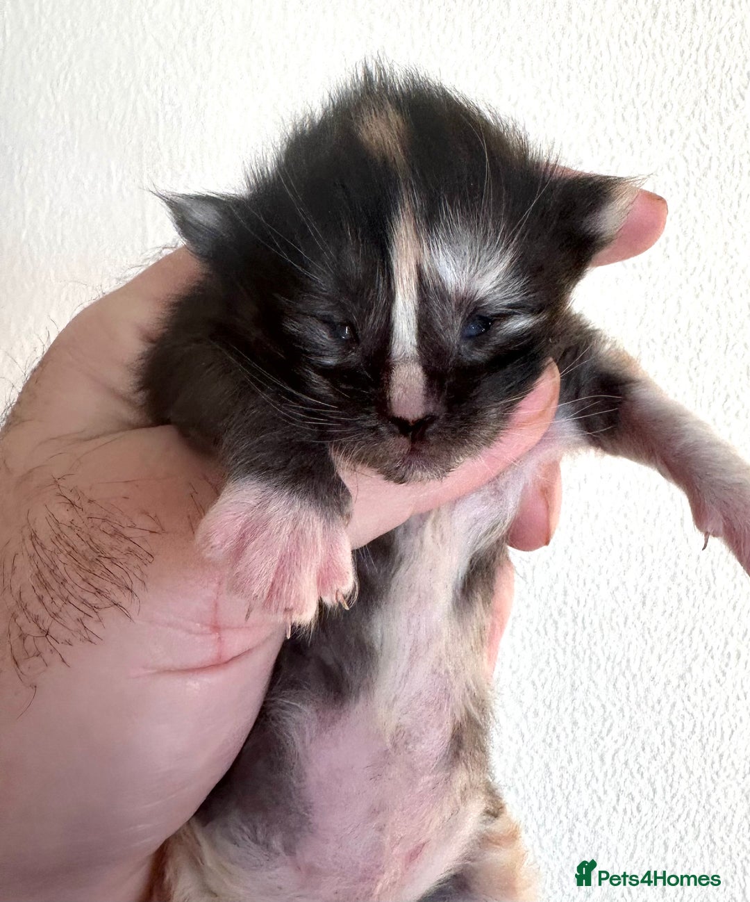 Maine Coon cats for sale: Tica Registered  Maine Coons  - Advert 4