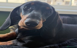 Dachshund dogs for sale: Ruby  - Image 6