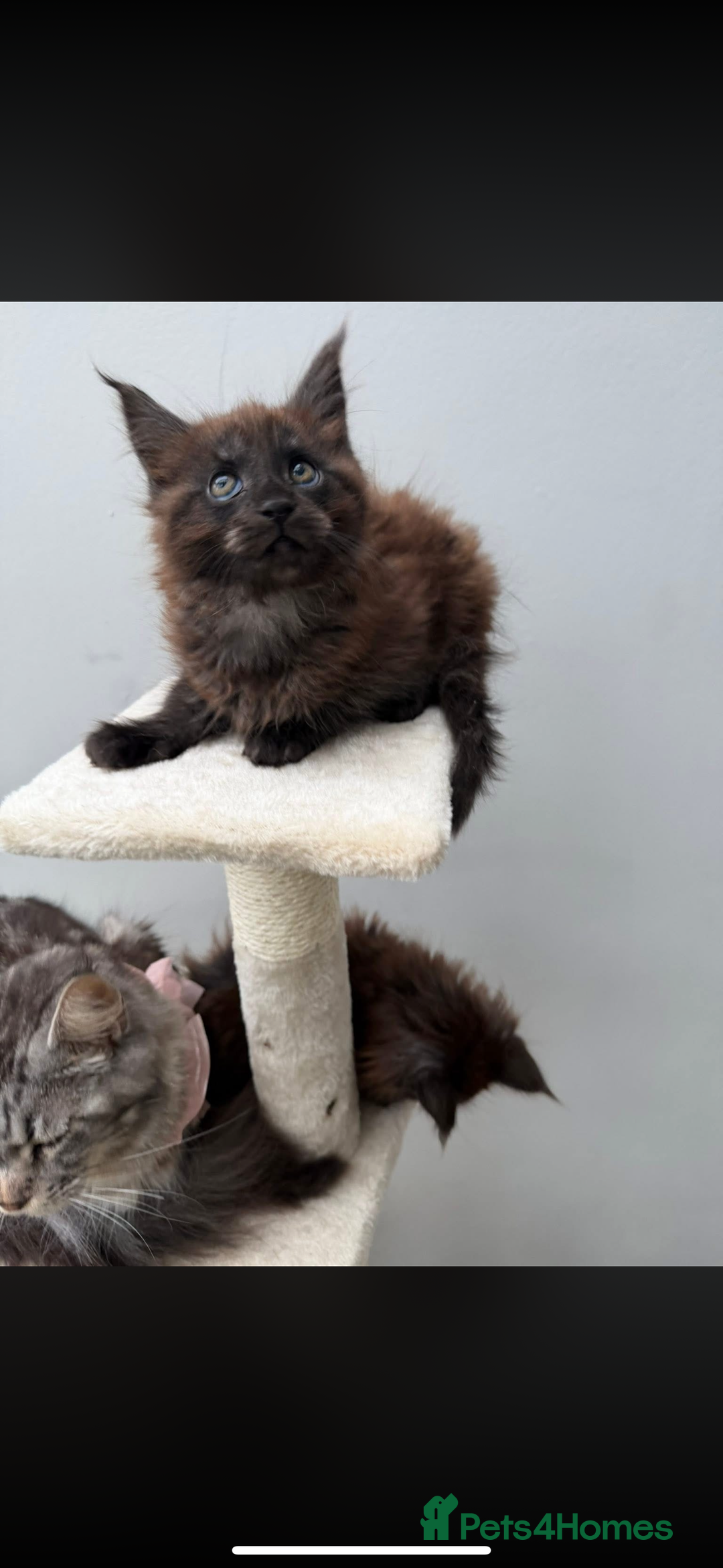 Maine Coon cats for sale: Beautiful boy kittens  - Advert 8