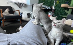 British Shorthair cats for sale: Beautiful British Shorthair Kittens... - Image 19