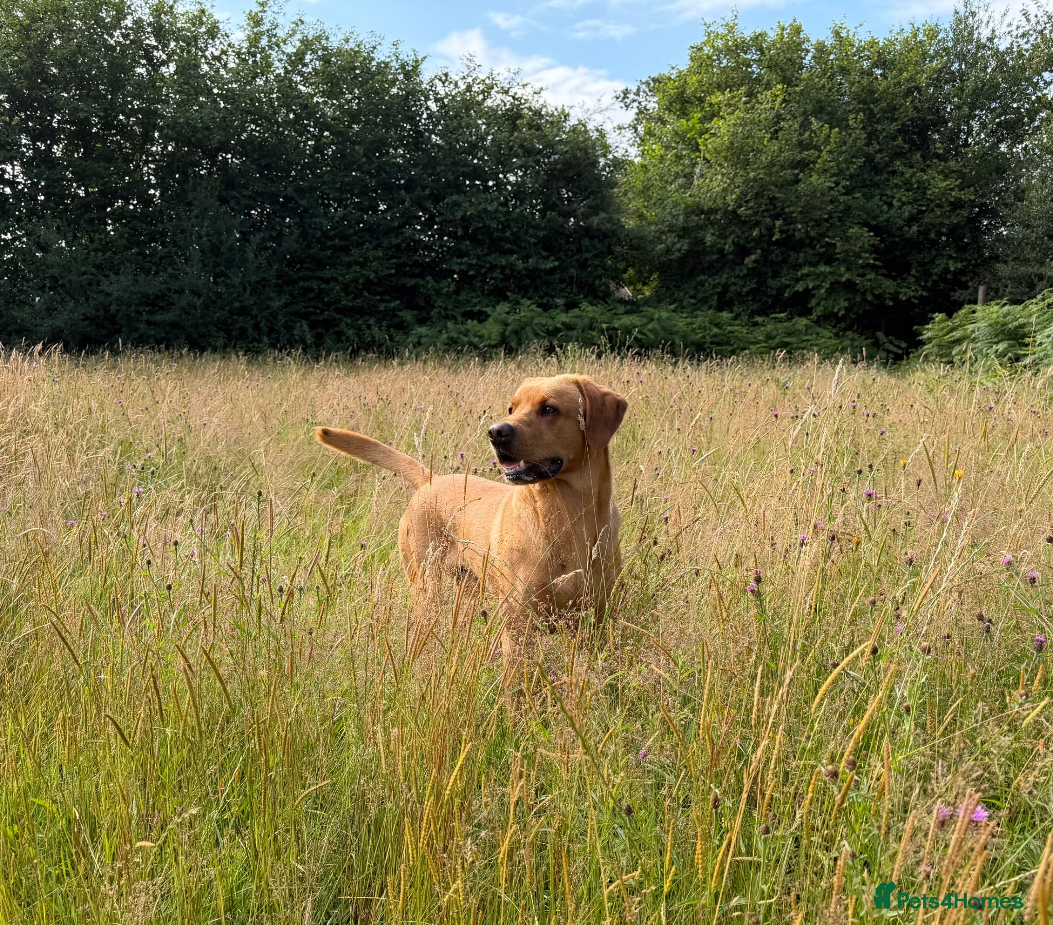 Labrador Retriever dogs Stunning Fox Red Labrador - Advert 1