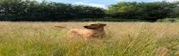 Labrador Retriever dogs for stud: Stunning Fox Red Labrador - Advert 1
