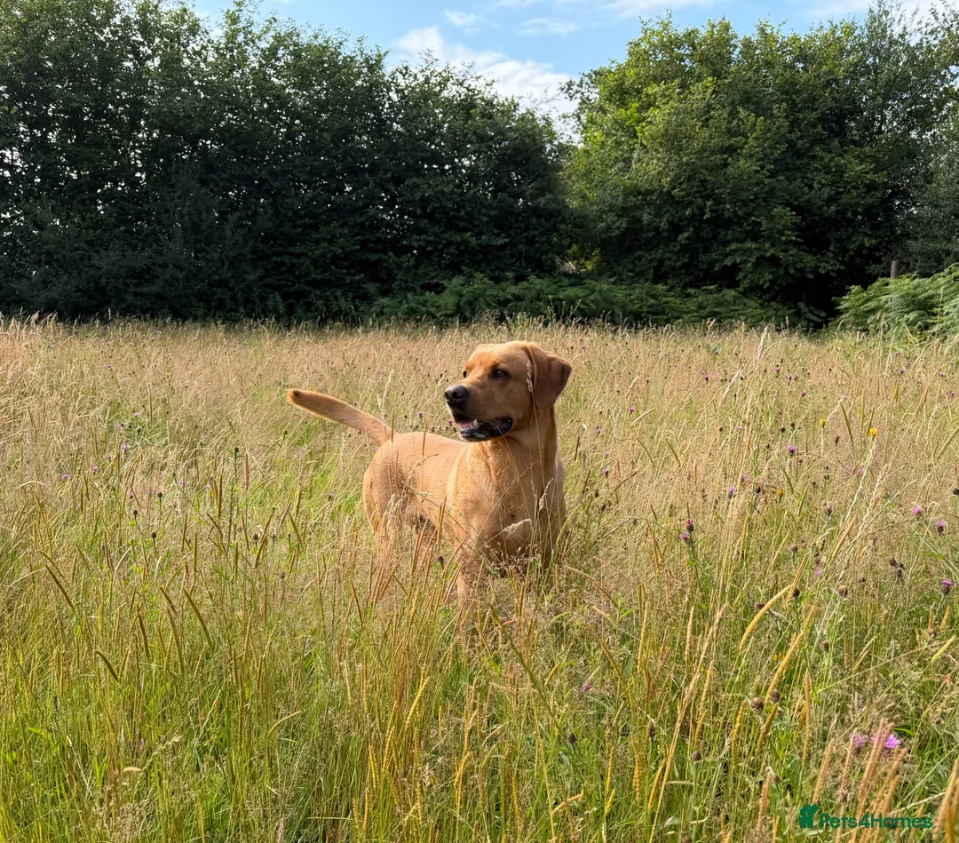 Labrador Retriever dogs for stud: Stunning Fox Red Labrador - Advert 1