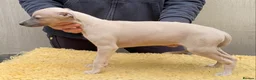 Whippet dogs for sale: Beautiful Whippet Puppies  - Advert 5
