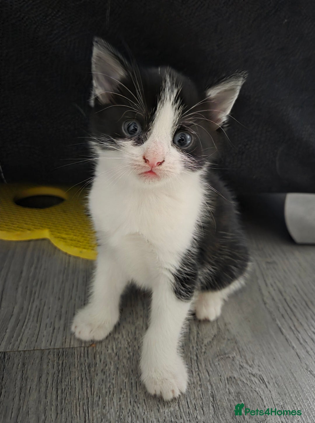 Mixed Breed cats for sale: Mixed breed kittens - Advert 18