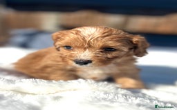 Cavapoo dogs for sale: ⭐️ Black & Tan Female Toy Cavapoo ⭐️ - Image 15