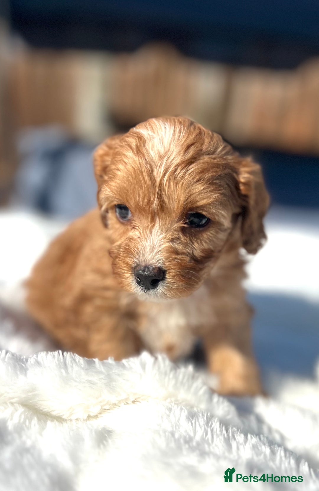Cavapoo dogs for sale: ⭐️ Black & Tan Female Toy Cavapoo ⭐️ - Image 15