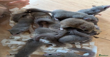 Mouse rodents - Advert 7