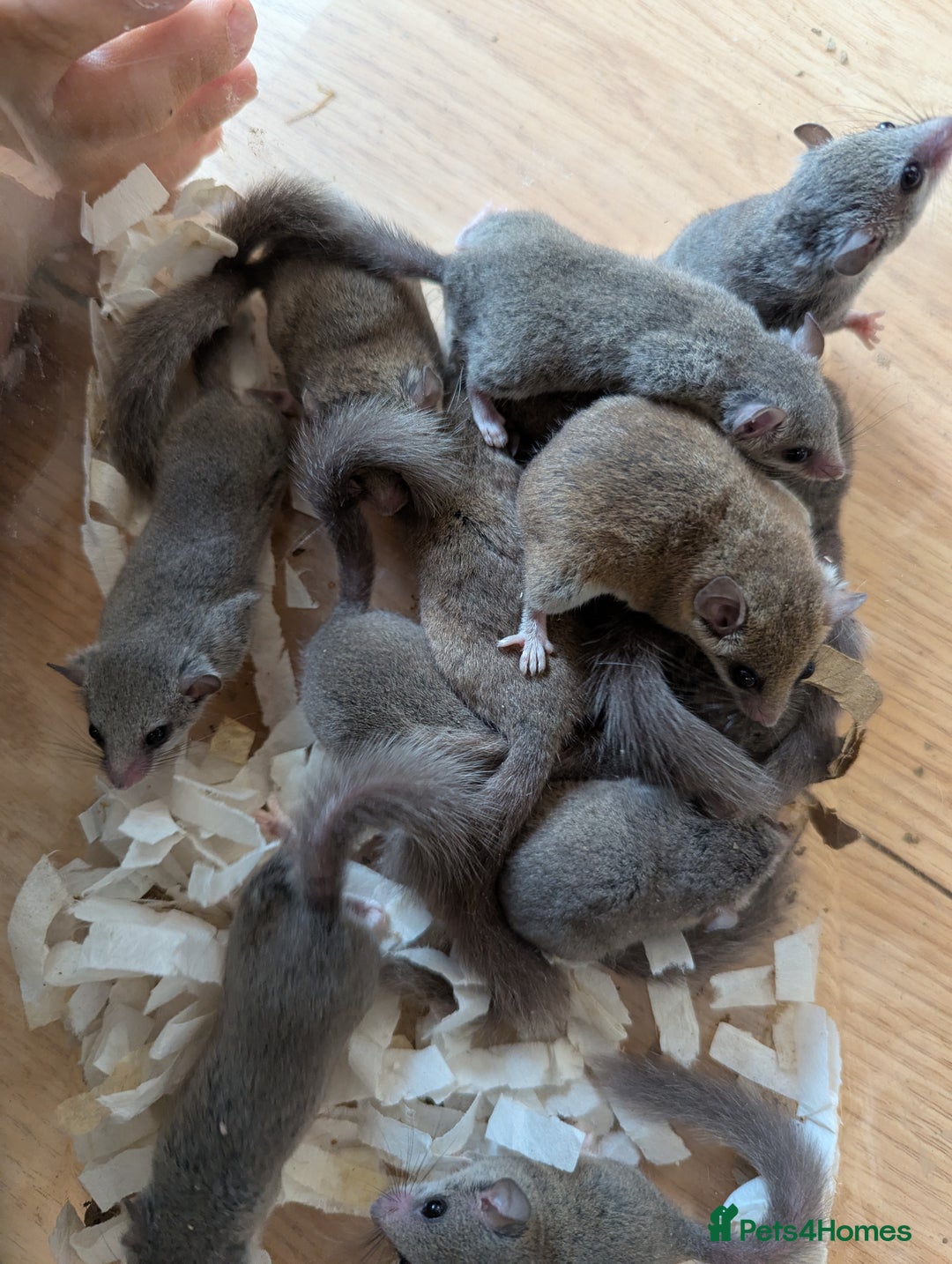 Mouse rodents for sale: Lots of African Pygmy Dormice! - Image 3