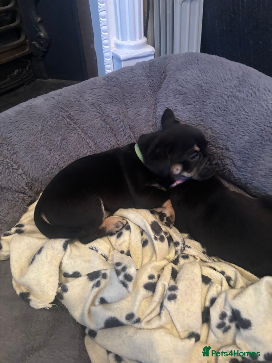 Mixed Breed dogs for sale: Beautiful puppies - Advert 24