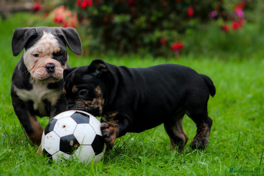 Olde English Bulldogge dogs for sale: Olde English Bulldog puppies (Reduced) - Image 3