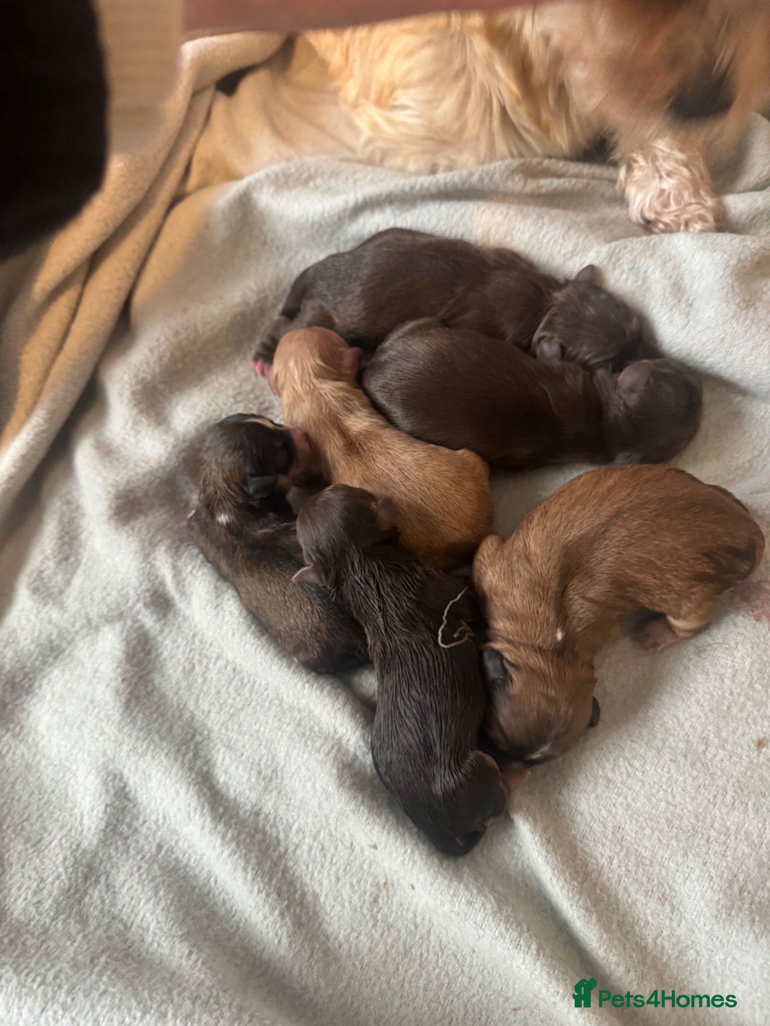 Shih Tzu dogs Shih Tzu puppies,  - Advert 7