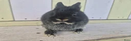 Netherland Dwarf rabbits for sale: 💜 PRETTIEST COLOURED NETHERLAND DWARF BABIES 💜 - Advert 6