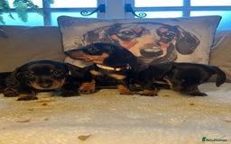 Miniature Dachshund dogs for sale: Beautiful Very Miniature Dachshunds - Advert 11