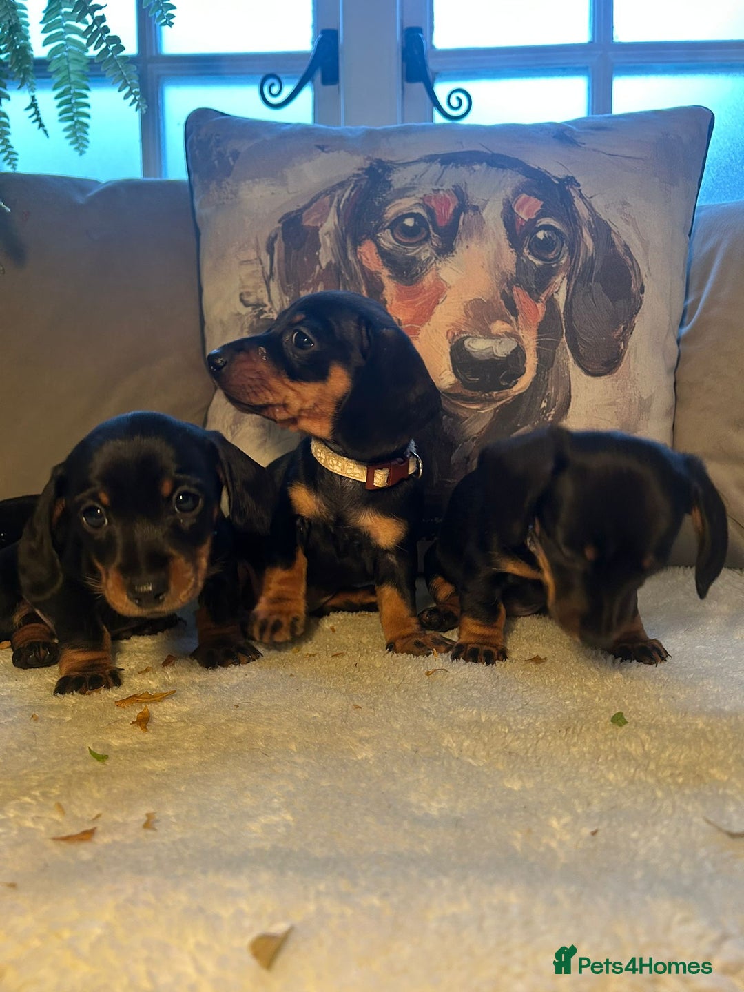 Miniature Dachshund dogs for sale: Beautiful Very Miniature Dachshunds - Advert 11