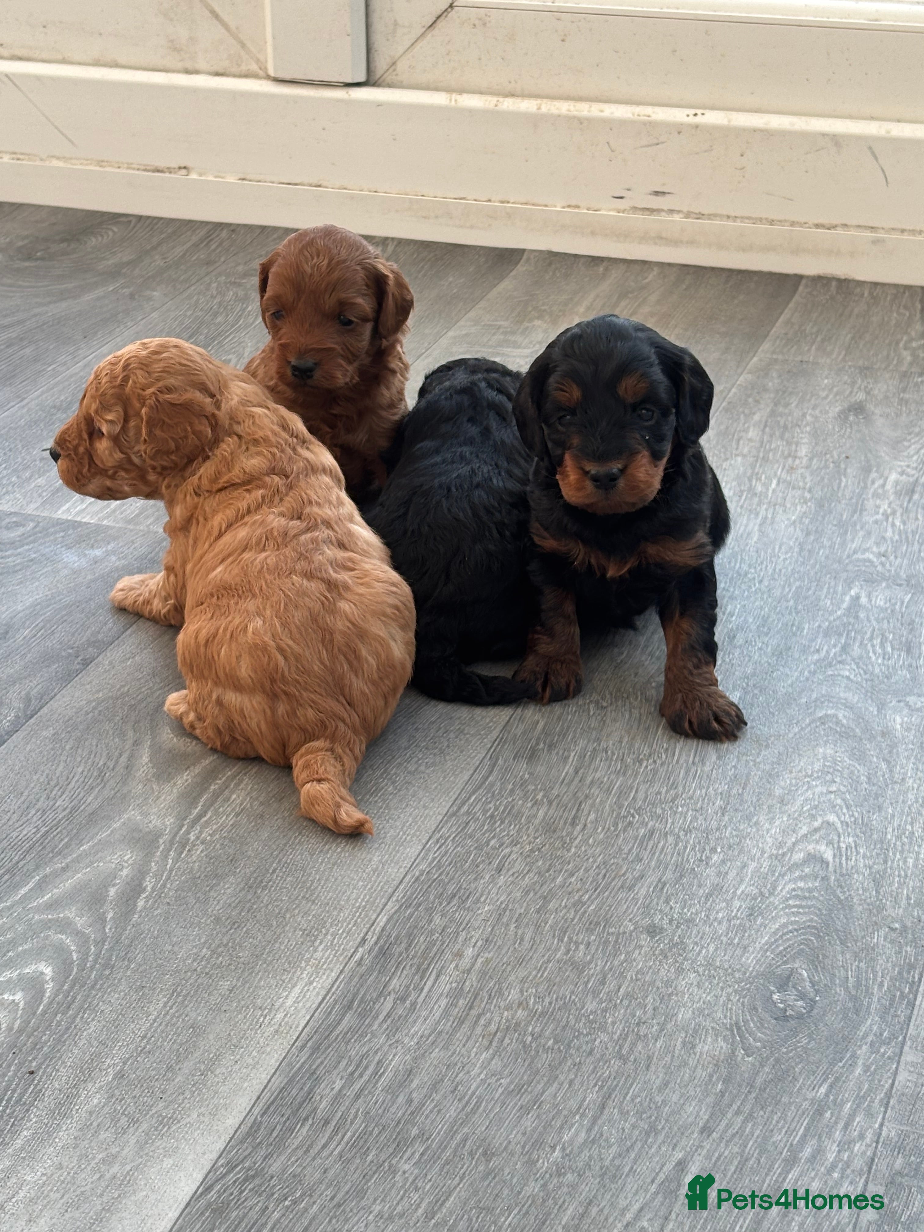 Cockapoo dogs Cockapoo Puppies  - Advert 17