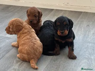 Cockapoo dogs Cockapoo Puppies - Advert 17