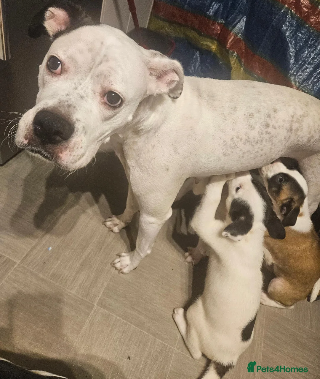 Mixed Breed dogs for sale: American Bulldog x American Akita - Advert 1