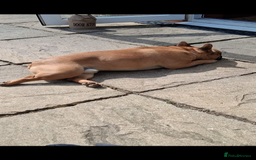 French Bulldog dogs for stud: Arnie  - Image 6